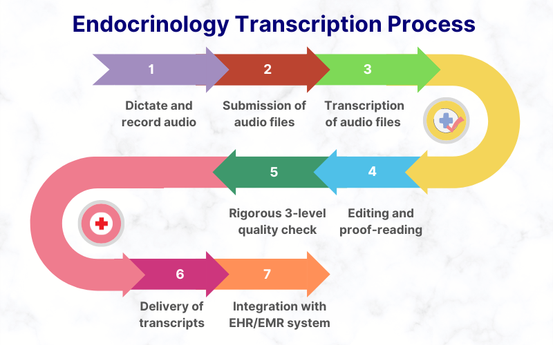 Endocrinology Transcription Process